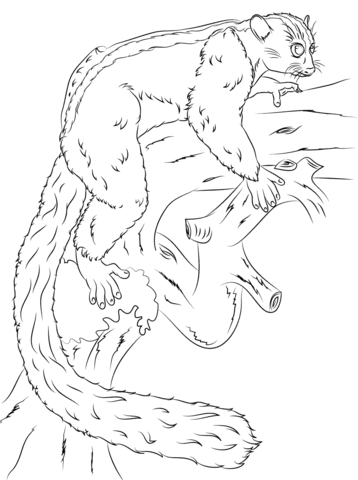 Masoala Fork Crowned Lemur Coloring Page